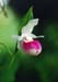 ladyslippers