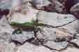 Lizard