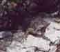 Lizard