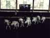 lipizzan