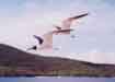 Gulls